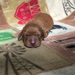 MOTORHEADS AURORA - Red female Dachshund puppy in Yucaipa, California from Motorhead Dachshunds