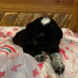 Wren - Black and white female Shih Tzu puppy in Bluffton, South Carolina from Cuddly Coastal Cuties