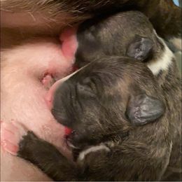 Boston Terrier and Miniature Bull Terrier Puppies from Paniola Farms