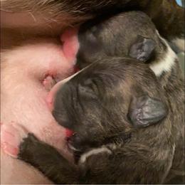 Boston Terrier and Miniature Bull Terrier Puppies from Paniola Farms