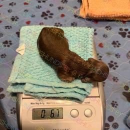 Solid chocolate boy - Chocolate male Dachshund puppy in Irving, Texas from DFW Dachshunds by G & S