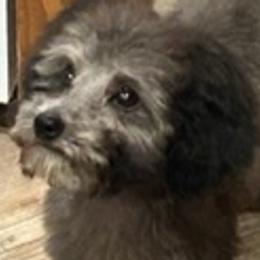 Aussiedoodles, Miniature Australian Shepherds, Poodles, and Toy Australian Shepherds from Paws of Color