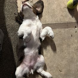 English Springer Spaniel Puppies from Desert Shadow Springers