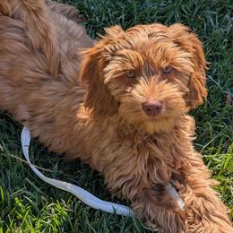 Dipper - Caramel male Australian Labradoodle puppy in Sacramento, California from Delta Breeze Labradoodles
