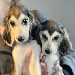 Domino male 1 - Blue and cream male Afghan Hound puppy in Carlisle, Pennsylvania from Winterberry Afghan Hounds