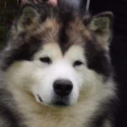 Tornado - Alaskan Malamute