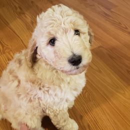 Goldendoodle Puppies from Smiths Doodles
