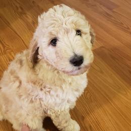 Goldendoodle Puppies from Smiths Doodles