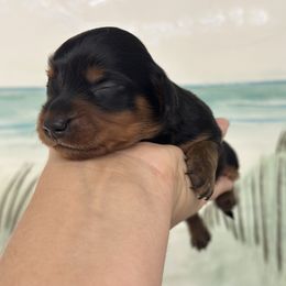 Nova- Black tan girl Long hair - Black and tan female Dachshund puppy in Lakeland, Florida from Elite Doxies Florida
