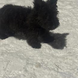 Pillgram - Black female Scottish Terrier puppy in Mancelona, Michigan from Stefany Farm of Happiness