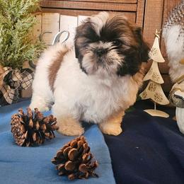 Boy 3( Blitzen) - Gold and white male Shih Tzu puppy in North Carolina from WillowCreek Mountain View Shih Tzu