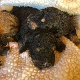 Bernedoodle Puppies from Cry Woof LLC
