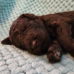 Truffle - Brown female Poodle puppy in Clayton, Washington from Short Legs & Curly Wags LLC