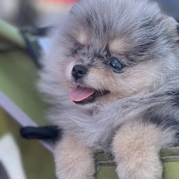 Pomeranians from Cynthia Henriquez