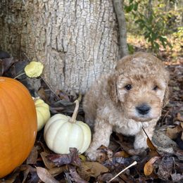 Boy 1 - Assorted Doodle Crosses puppy in Due West, South Carolina from Miller Family Puppies