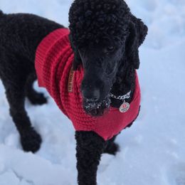 Antonio - Black male Poodle puppy in Spring Hills, Florida from The Olympus Standard Poodle