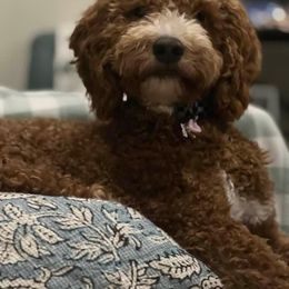 Goldendoodle All Grown Up from Shelley Torres's Goldendoodles