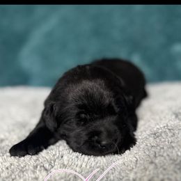 Labrador Retriever Puppies from Ruby Mountain Labradors