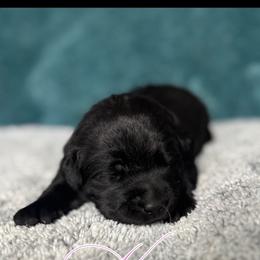 Labrador Retriever Puppies from Ruby Mountain Labradors