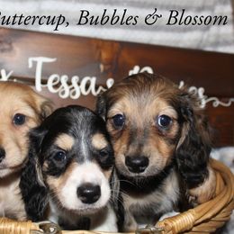 Dachshund Puppies from T-Dox Tessa's Dachshunds