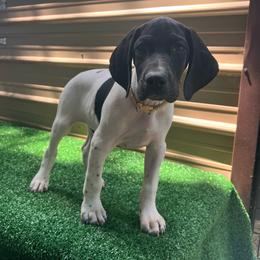 Armstrong - Black and white male German Shorthaired Pointer puppy in Dugspur, Virginia from Pilgrims Trails Shorthairs