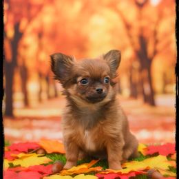 Pecan - Black sabled fawn male Chihuahua puppy in Demorest, Georgia from Sourpatch Chihuahuas