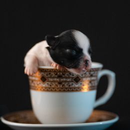 Chihuahua Puppies from Arizona Adventure Chihuahuas