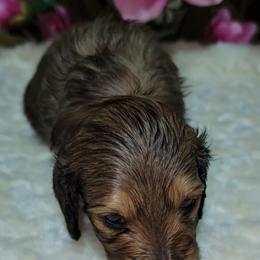 Dachshund Puppies from CLARK'S BREEDING PROGRAM