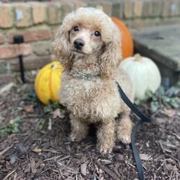Trixie - Poodle