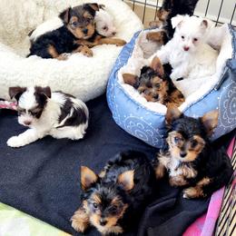 Yorkshire Terriers from Precious Paws Exquisite Yorkies of Houston