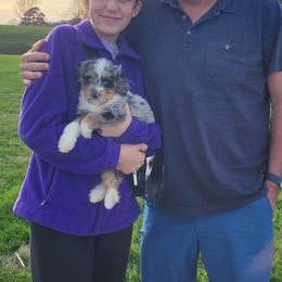 Aussiedoodle, Cavapoo, and Poodle Puppies from B&M Cottonwood Canines