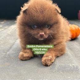 Otto chocolate 3200 pet only - Chocolate male Pomeranian puppy in Kentucky from Em&M Pomeranians