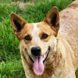Kylo - Australian Cattle Dog