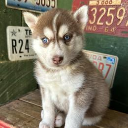 Cashew - Red and white female Siberian Husky puppy in Burnsville, North Carolina from Peterson Puppies