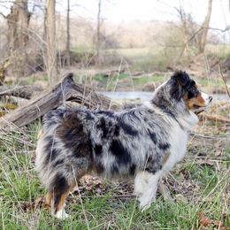 Maizie - Australian Shepherd
