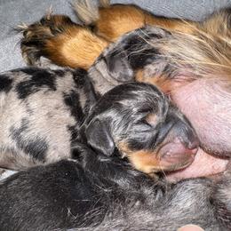 Piper - Black and tan female Dachshund puppy in Richmond, Kentucky from Cemcade Dachshunds (formerly Little Legs)