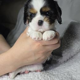 Tricolor Female 3 - Tri-color female Cavalier King Charles Spaniel puppy in Spencer, Tennessee from Graceful Acres