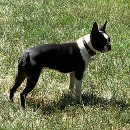 Zeke - Boston Terrier