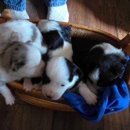 Miniature Australian Shepherd puppies from Furner Farms