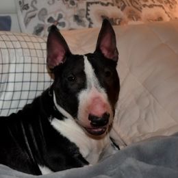Bonnie - Miniature Bull Terrier
