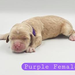 Purple Female - Buff and white female Cockapoo puppy in Mocksville, North Carolina from Hunting Creek Farms