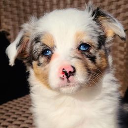 Toy Australian Shepherds from Wittle Wiggles Aussies