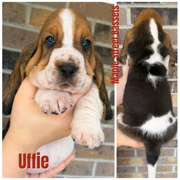Uffie - Black brown and white male Basset Hound puppy in Red Bay, Alabama from Maple Street Bassets