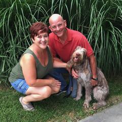 Spinoni Italiani from Sweetbriar Spinone