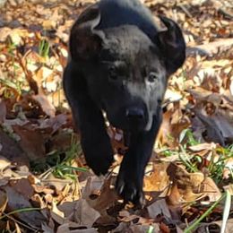 Brittanys, German Shorthaired Pointers, and Labrador Retrievers from SlickRock Retrievers