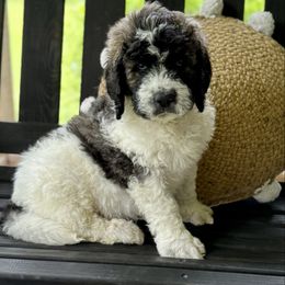 Boy 7 - Parti male Saint Berdoodle puppy in New Bern, North Carolina from Southern Doodles of Eastern North Carolina