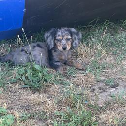 CKC Black and Tan brindle Dapple Longhair - Dapple female Dachshund puppy in Anderson, California from Golden Paws Dachshunds