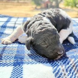 Elm - Parti male Poodle puppy in Meadowbrook, California from Standard Poodle Pups