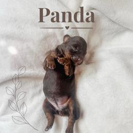 Panda - Phantom female Bernedoodle puppy in Jackson, Missouri from Pincksten Family Doodles