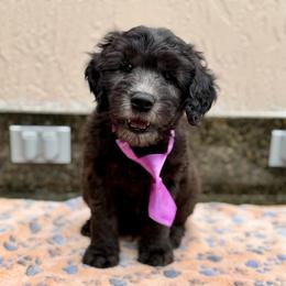 Fudge - Black male Goldendoodle puppy in Miami, Florida from Jade’s Paws & Co. Of Miami LLC